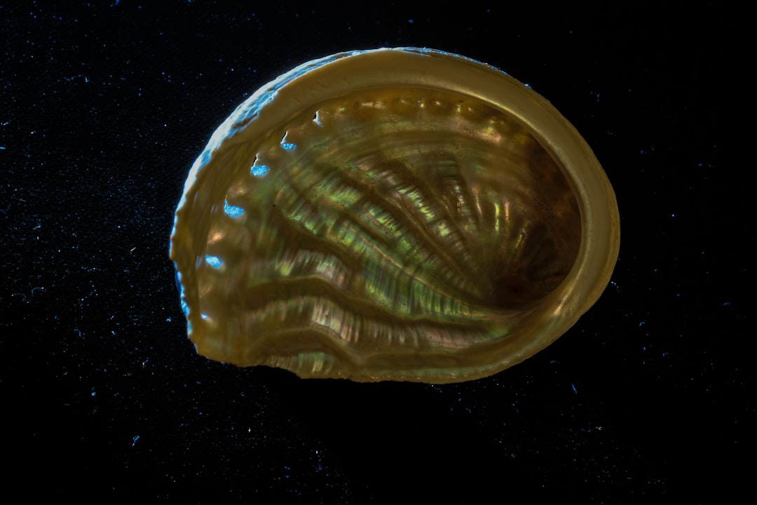 The Fascinating World of Snail Shells