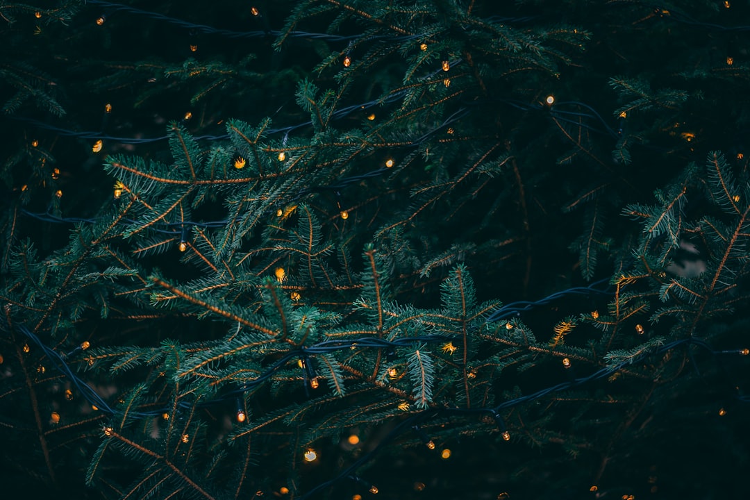 Deck the Halls with Christopher Radko Ornaments